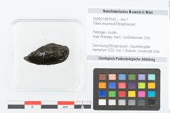 Foto (Objekt + Etikett) von Elaeis eocenica Ettingshausen (NHMW-GEO-2024-0188-9150)